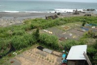 海沿いの畑。背丈の高い草が台風から守ってくれるのだろう