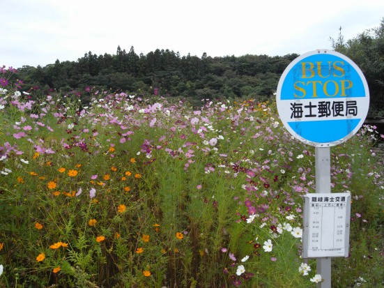 バス停とコスモス