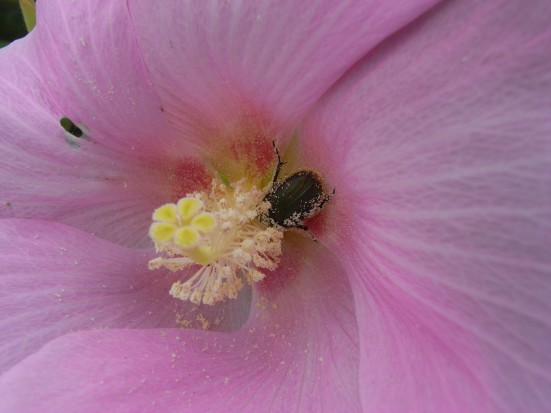 花を吸う昆虫